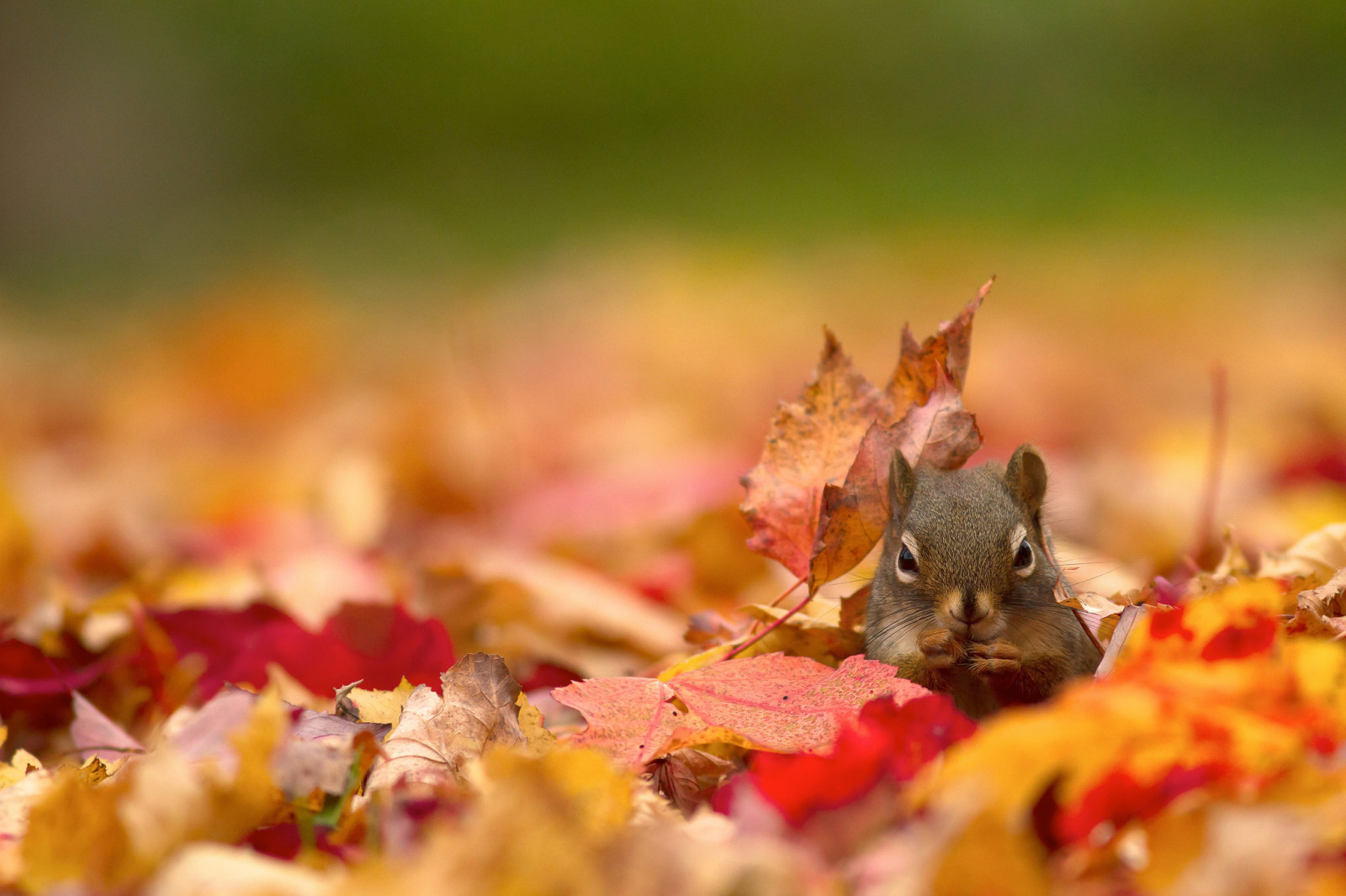 가을, 보케, 단백질, 떨어진 나뭇잎