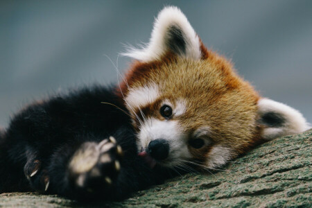 fox, レッサーパンダ, 滞在, 木
