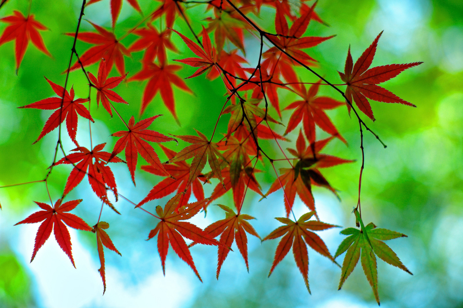musim gugur, Daun-daun, cabang, maple, Merah tua