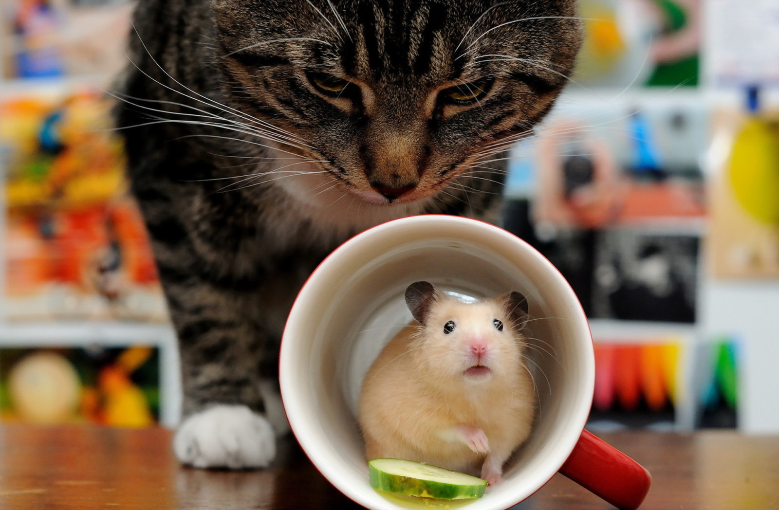 ネコ, マウス, カップ