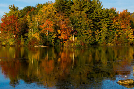 秋, 森林, 湖, 川, 空, 木, 水
