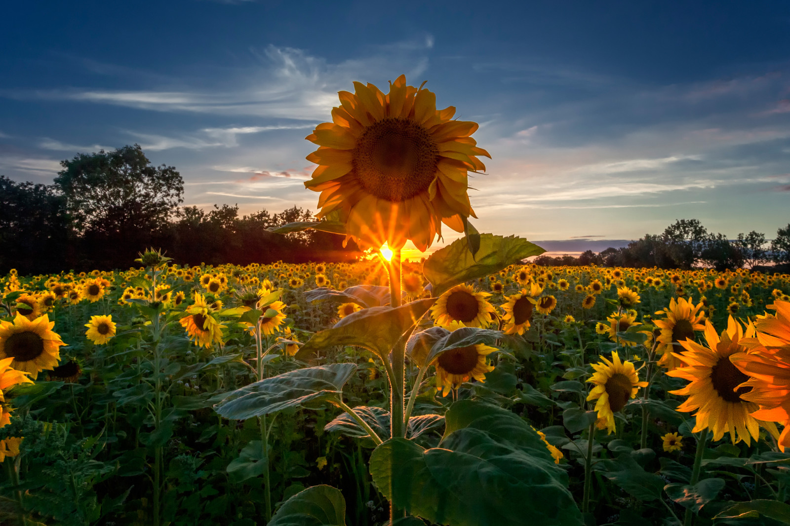 alam, musim panas, bunga matahari