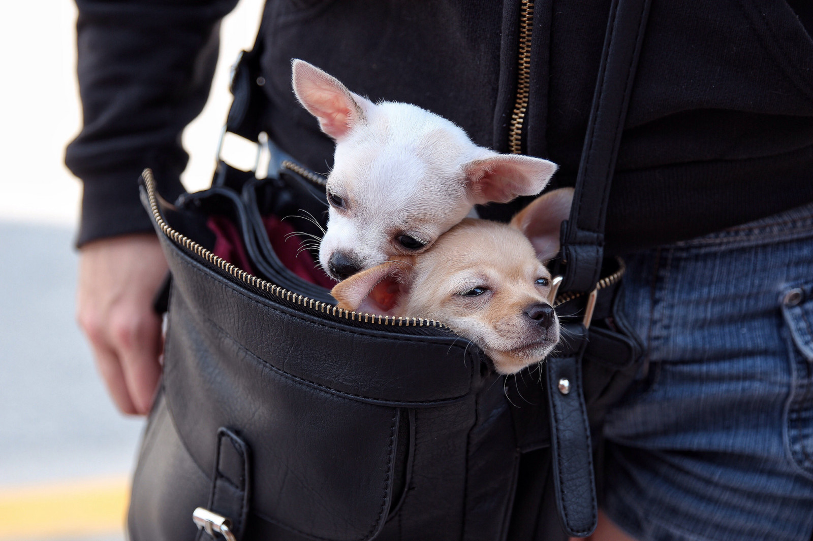 sepasang, tas, wajah, anjing, Chihuahua, bergerak