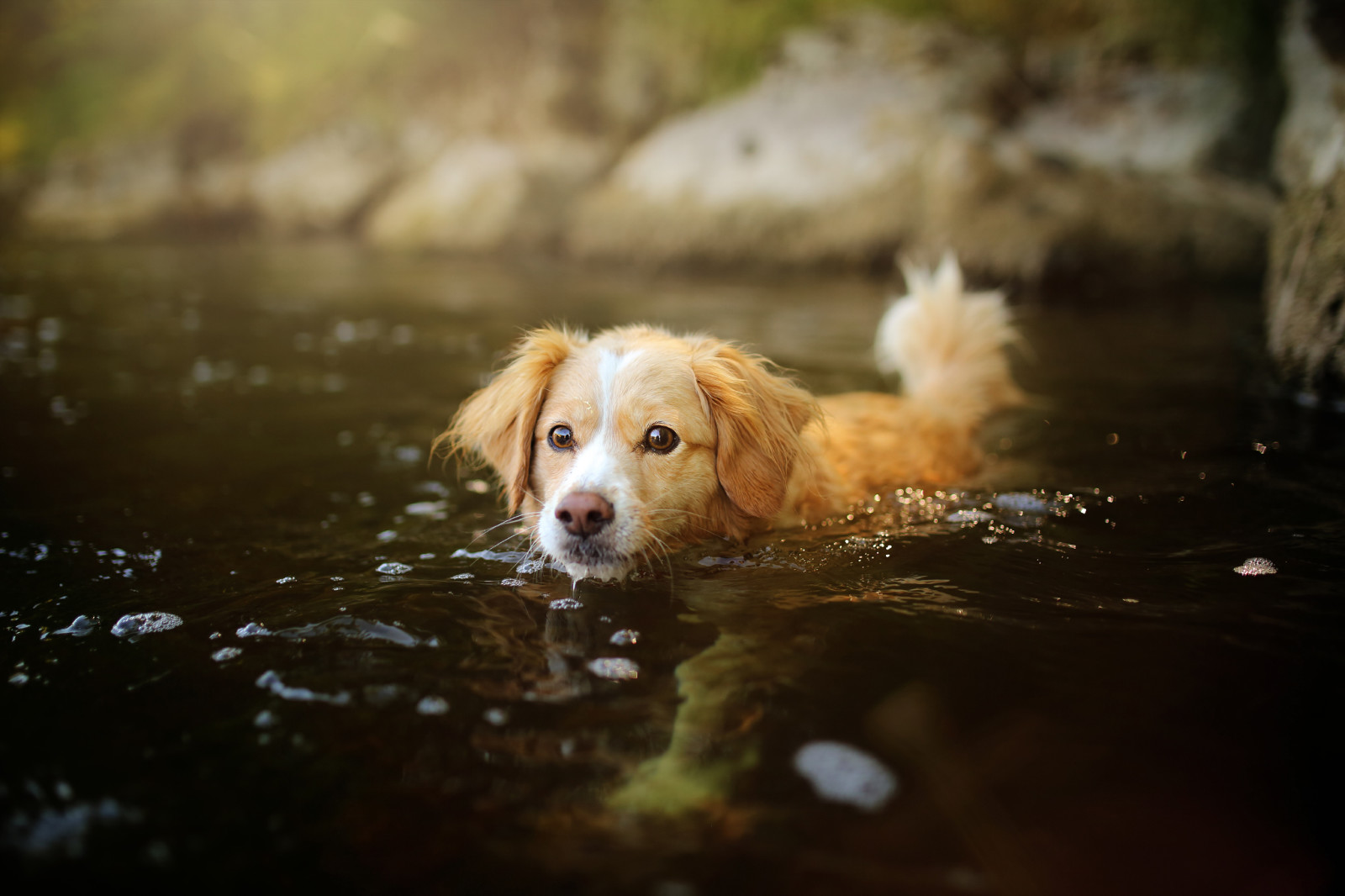anjing, anak anjing, air