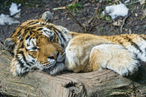 ネコ, ログ, 滞在, アムールトラ, 虎, ©タンバコジャガー