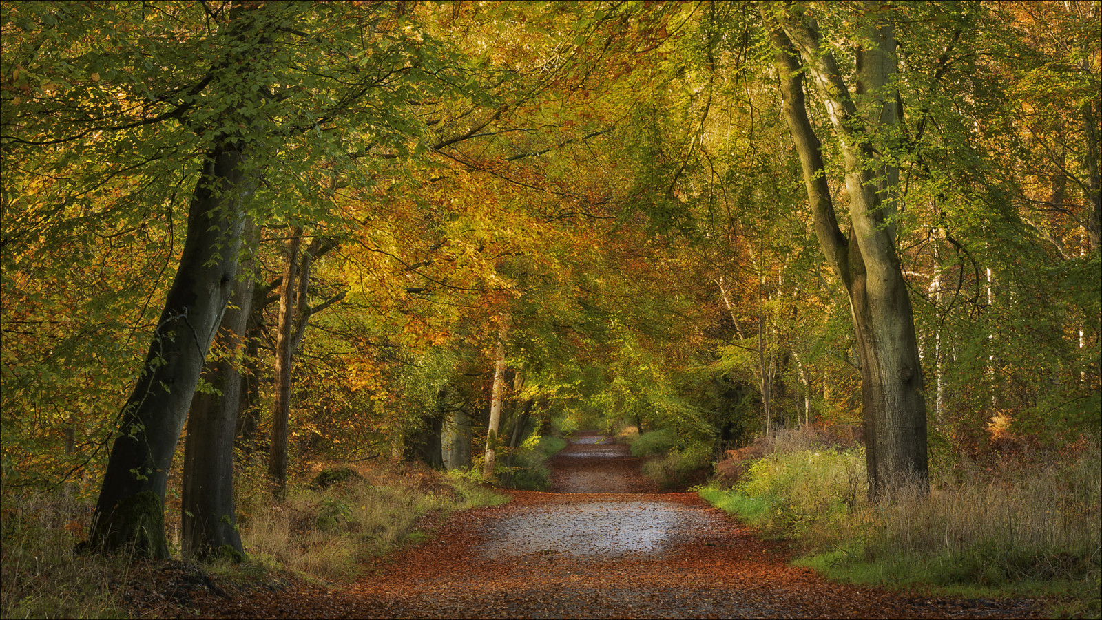 秋, 森林, 道路, 木, イングランド, ウィルトシャー, Savernake Forest