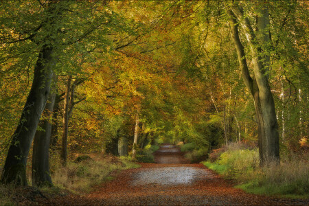 秋, イングランド, 森林, 道路, Savernake Forest, 木, ウィルトシャー