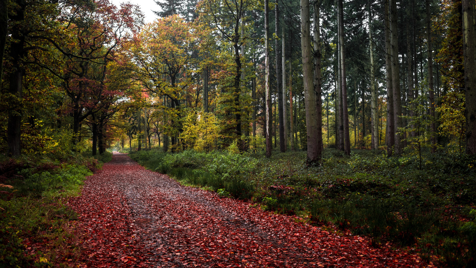 가을, 숲, 도로