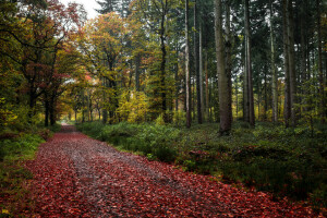 秋, 森林, 道路