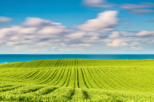 cánh đồng, có thể, mùa xuân, Biển Baltic