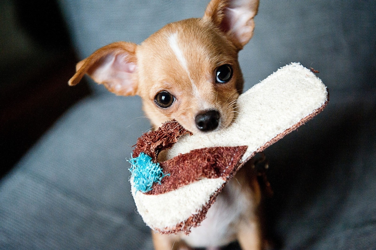 Lihat, anjing, Chihuahua, sandal