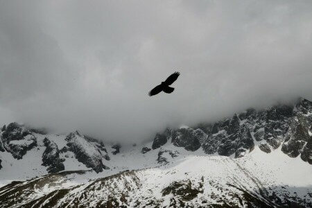 새, 구름, 독수리, 안개, 산, 눈, 상의