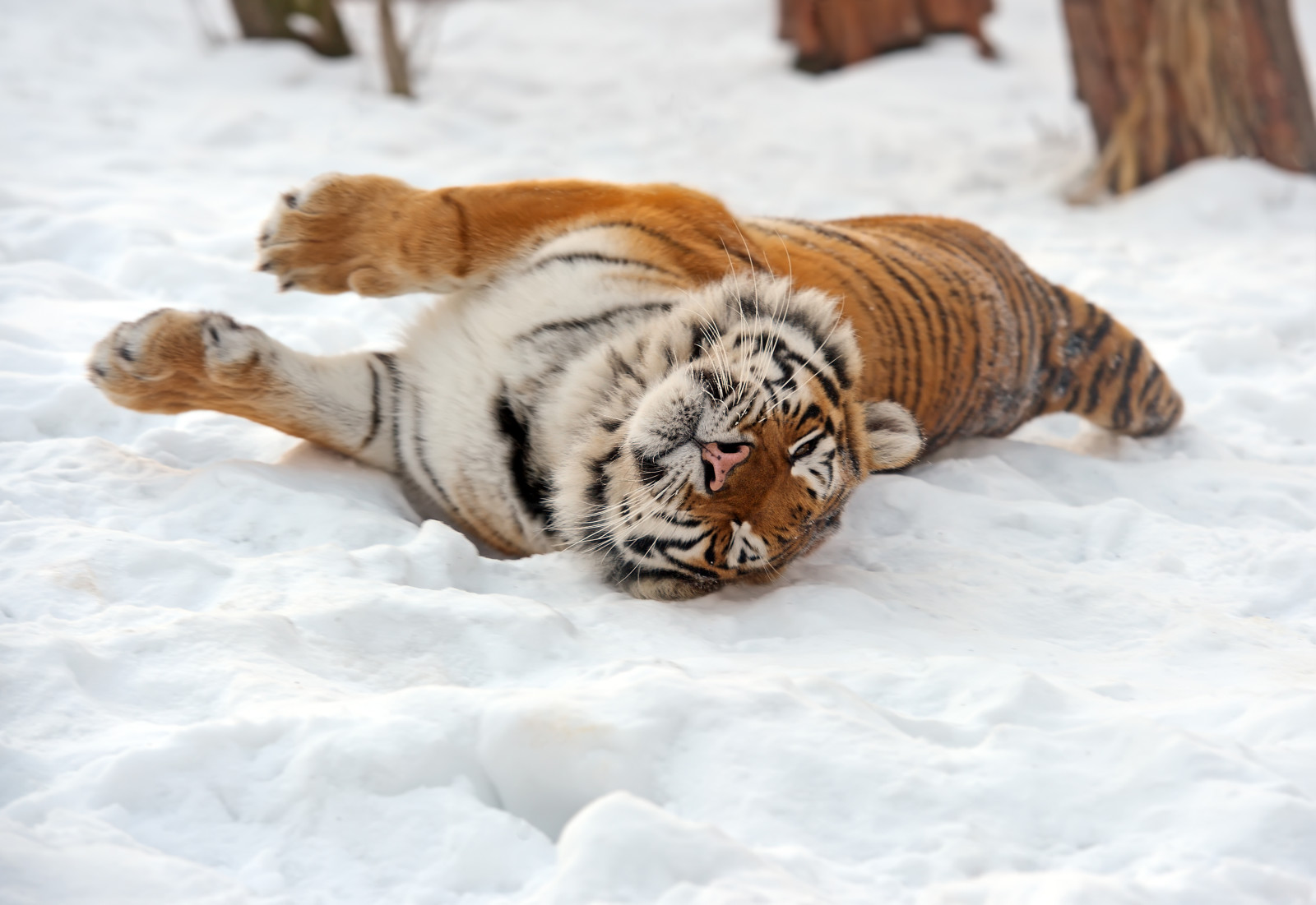หิมะ, แมว, เสือ, อามูร์