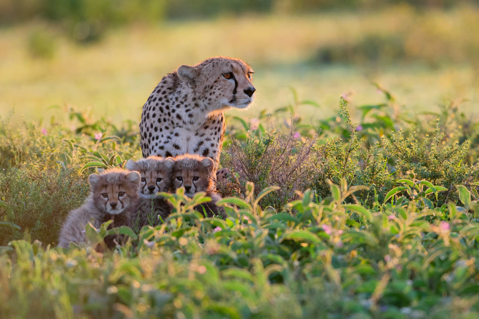 semak-semak, Afrika, Cheetah, Tanzania