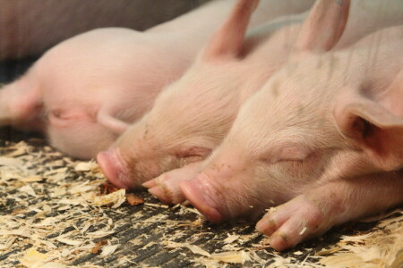 豚, 睡眠, 納屋