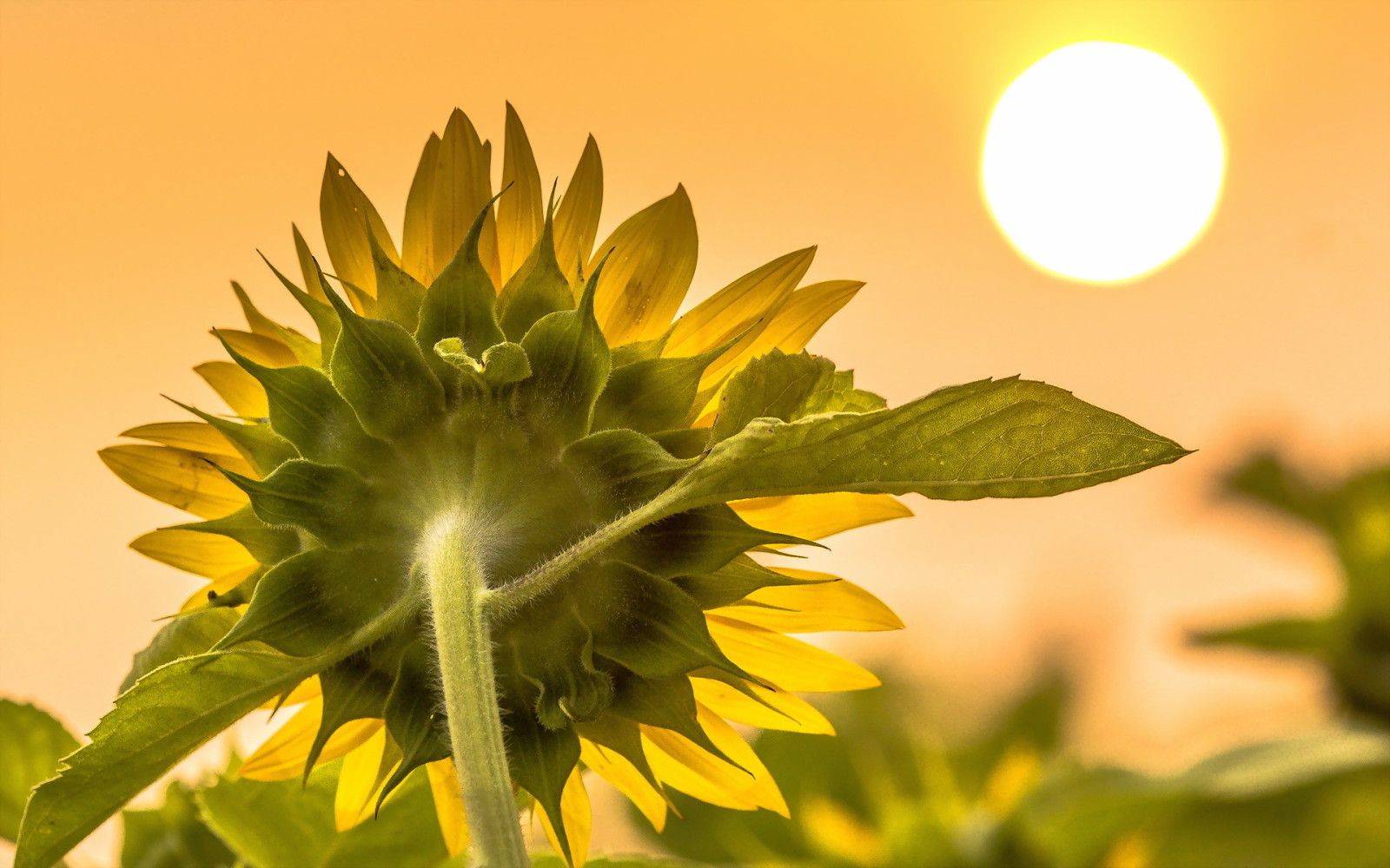 alam, makro, bunga matahari