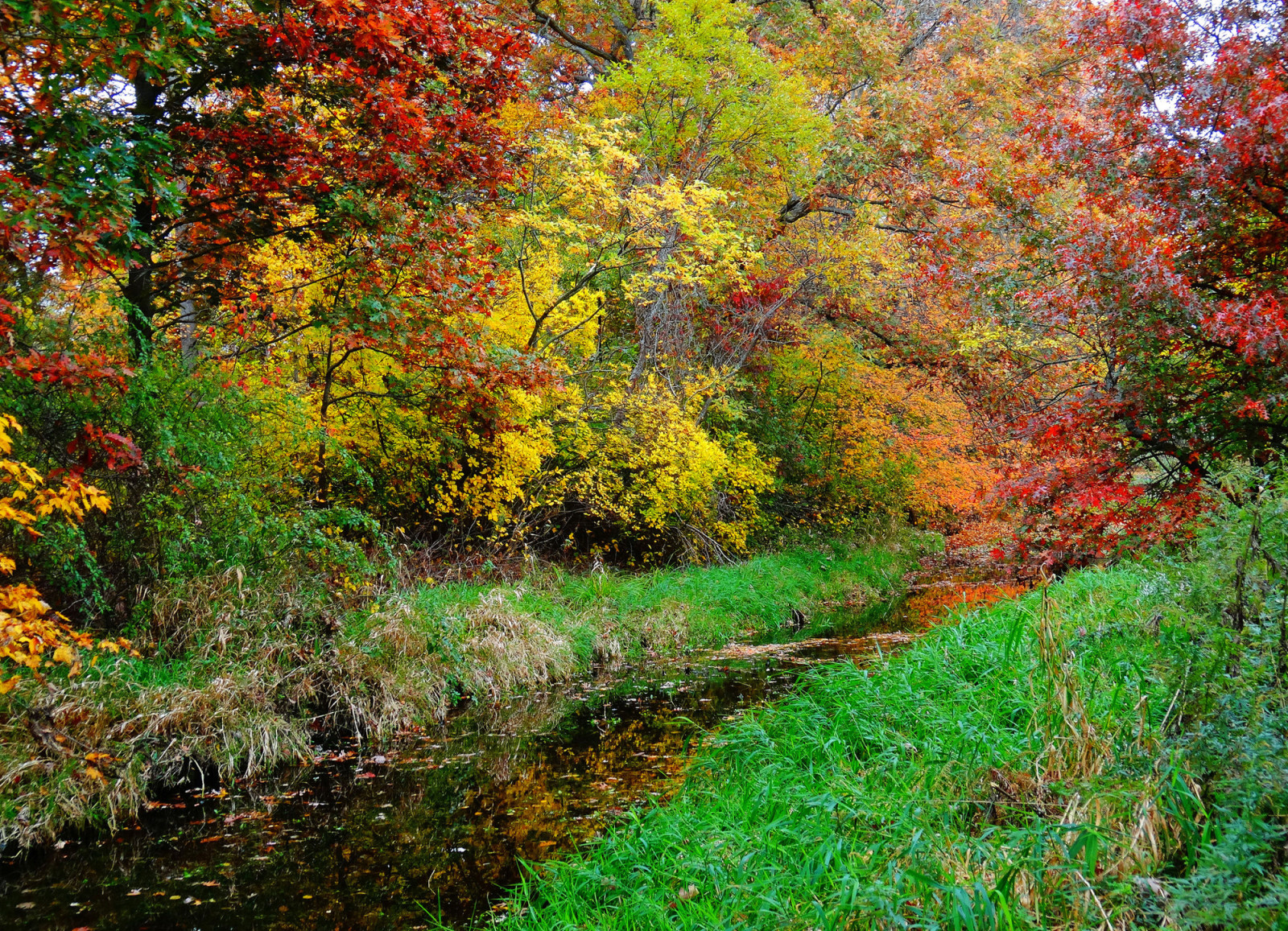 musim gugur, hutan, rumput, sungai, pohon, aliran