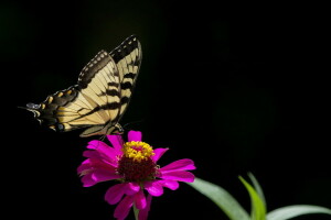 蝴蝶, 花, 自然