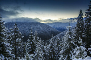 雲, 森林, 山, 自然, パノラマ, 雪, 冬