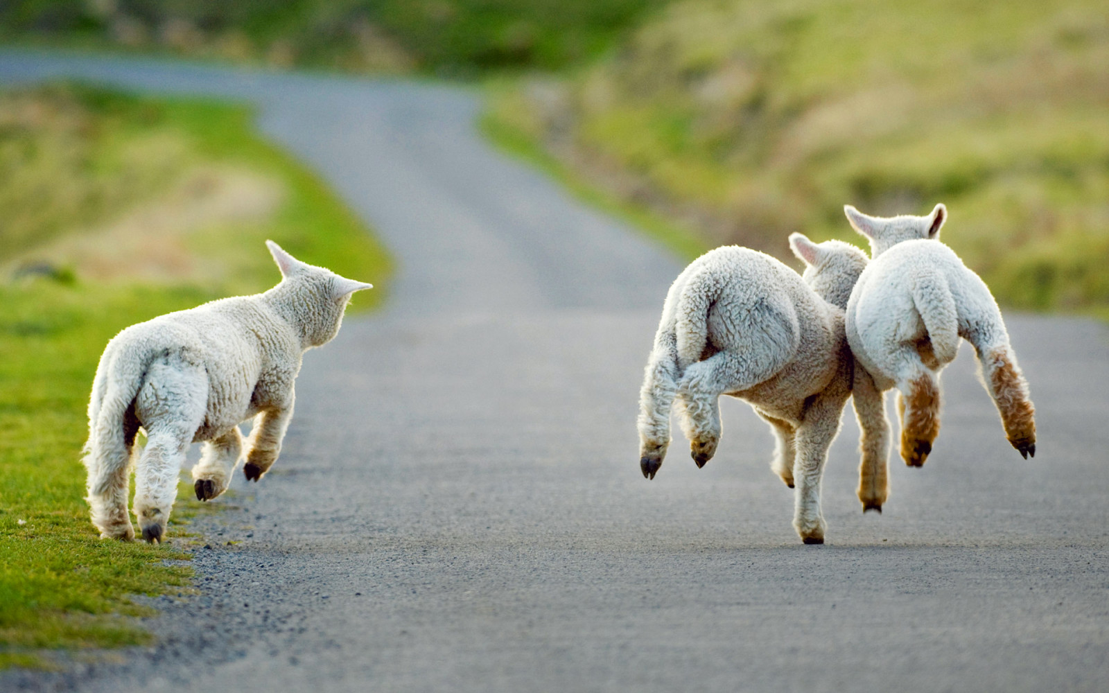 道路, ニュージーランド, 子羊, クライストチャーチ