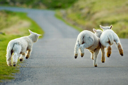 クライストチャーチ, 子羊, ニュージーランド, 道路