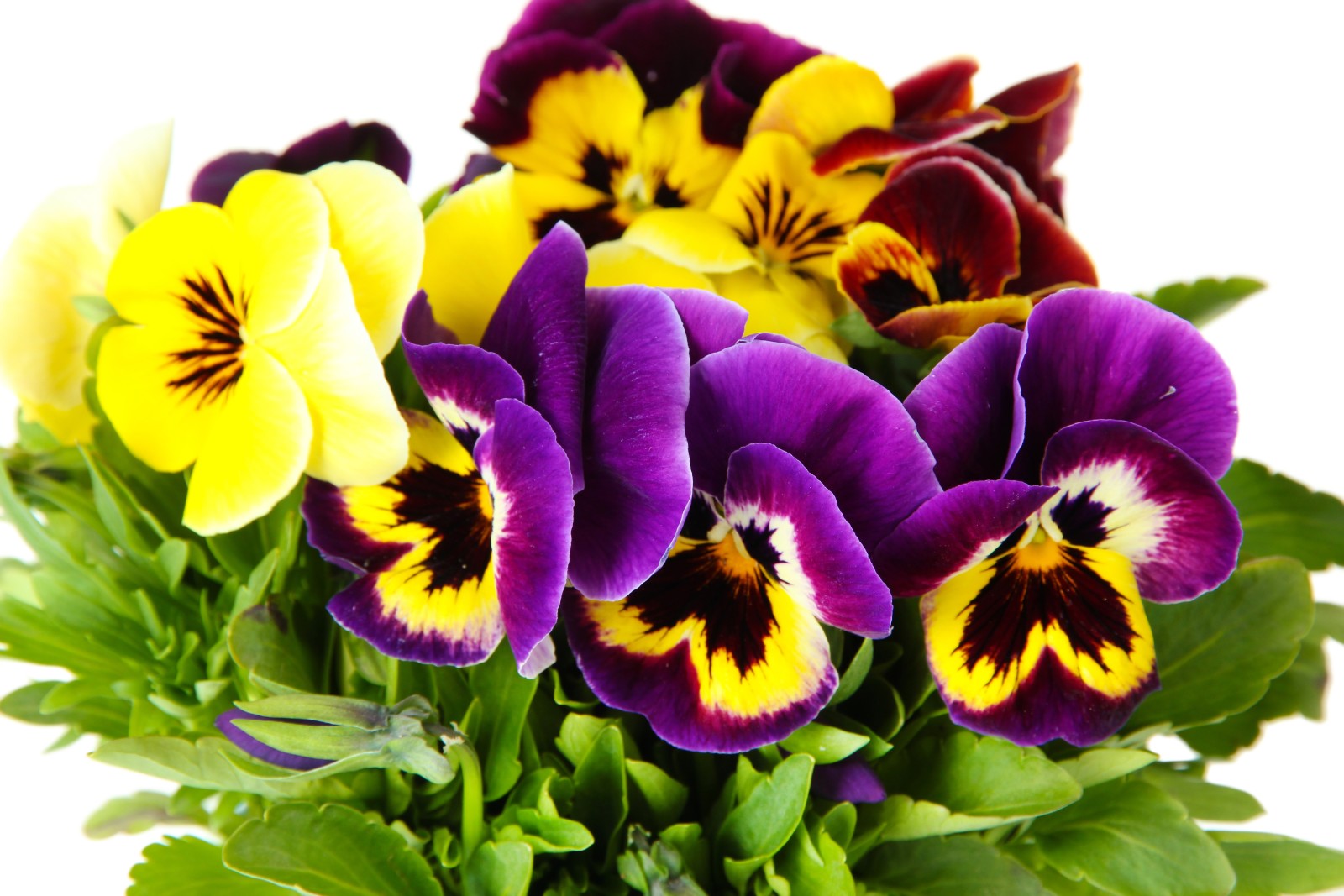 màu vàng, những bông hoa, Vườn, nền trắng, Pansy, màu tím, viola