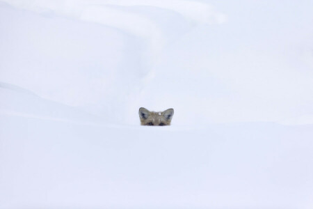 目, 狐, 見ている, 雪, 白い