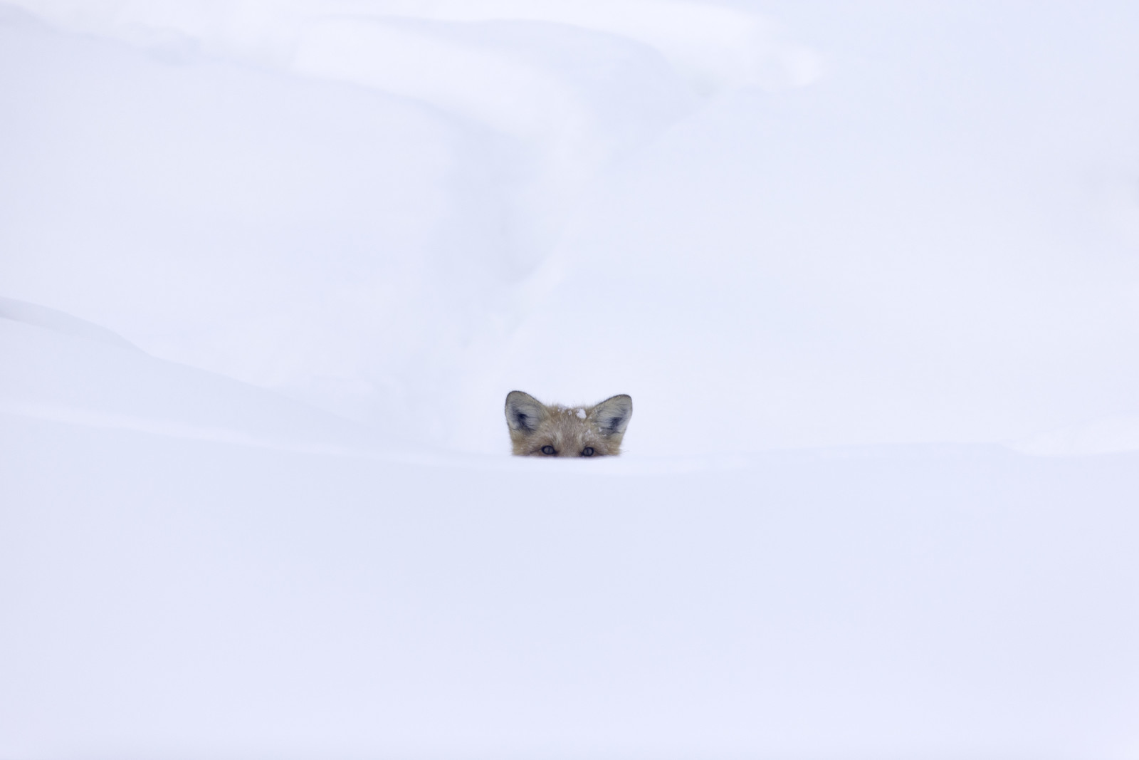 雪, 白い, 目, 狐, 見ている