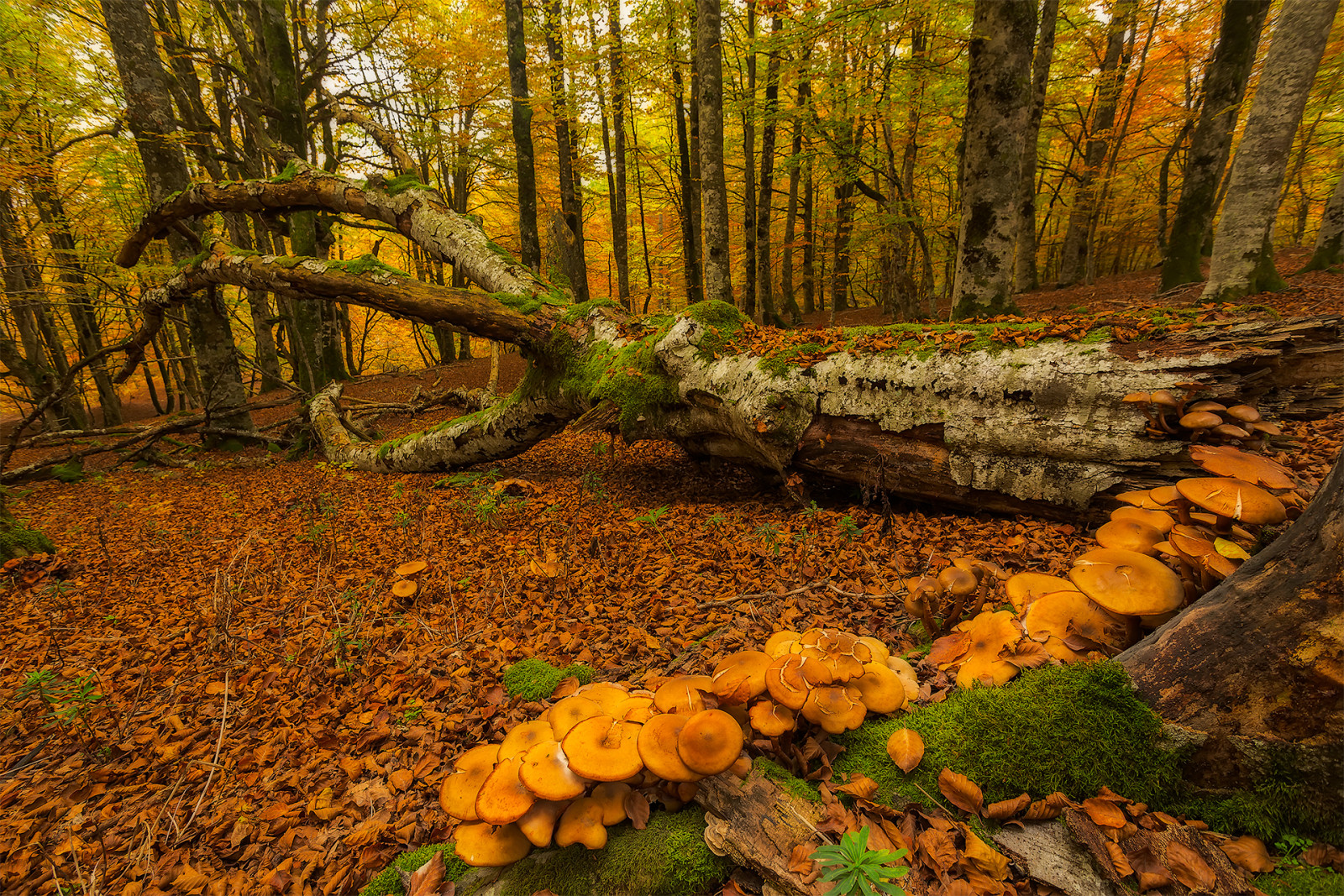 秋季, 森林, 蘑菇, 树木, 苔藓, 西班牙, 巴斯克地区, 乌拉班