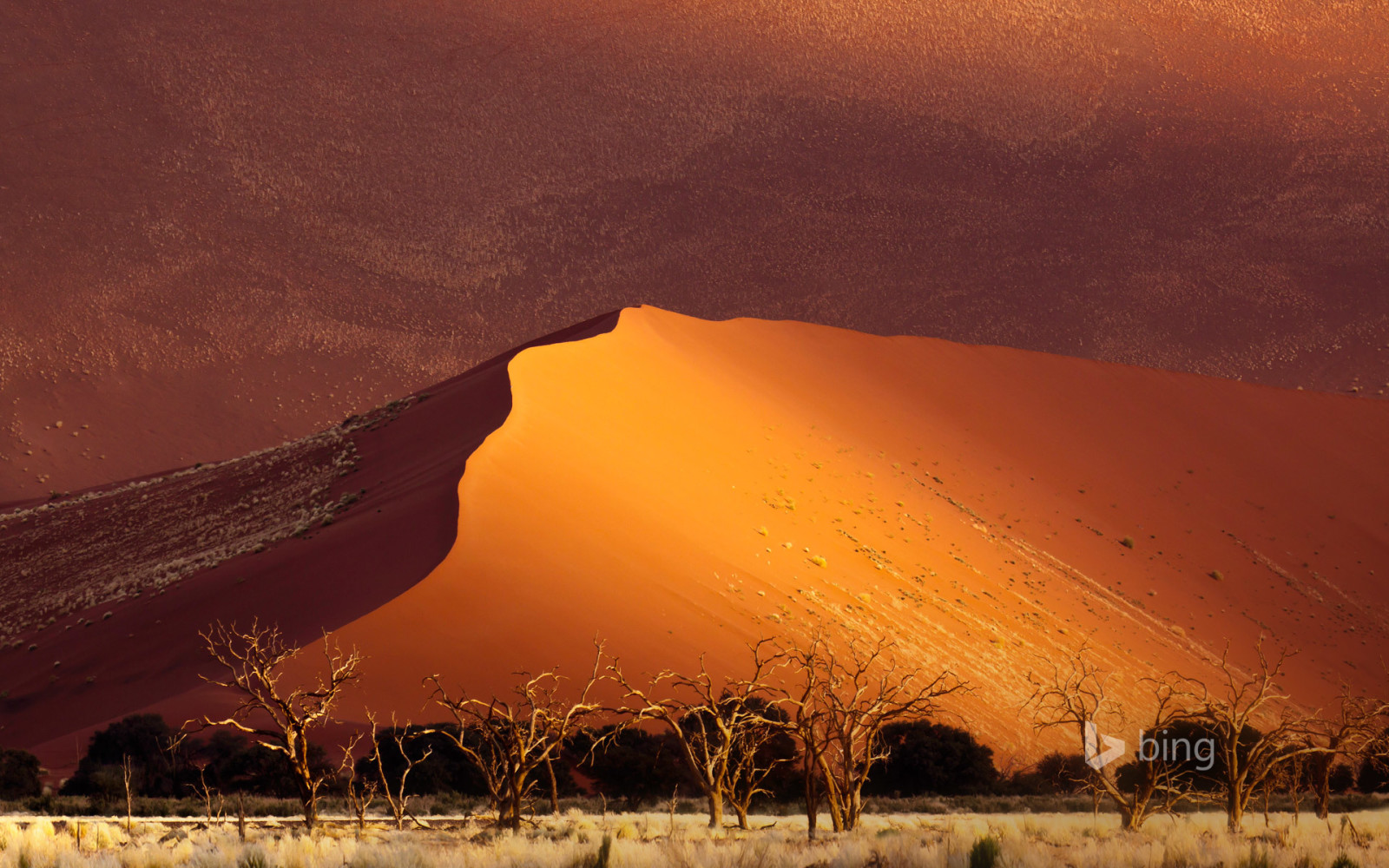 cây, Sa mạc, cát, Châu phi, cồn cát, Namibia, Sossusvlei