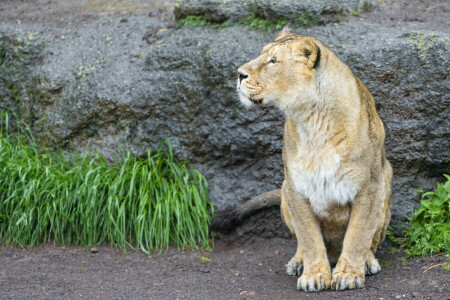 ネコ, 草, 雌ライオン, 見て, ©タンバコジャガー