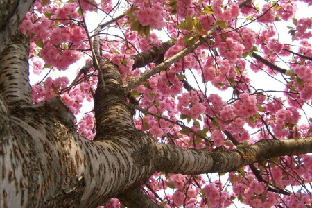 咲く, 枝, 春, 木, トランク