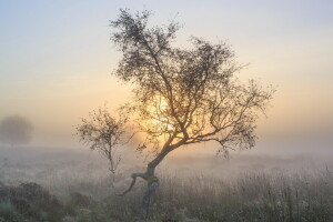 霧, 朝, 自然, 木