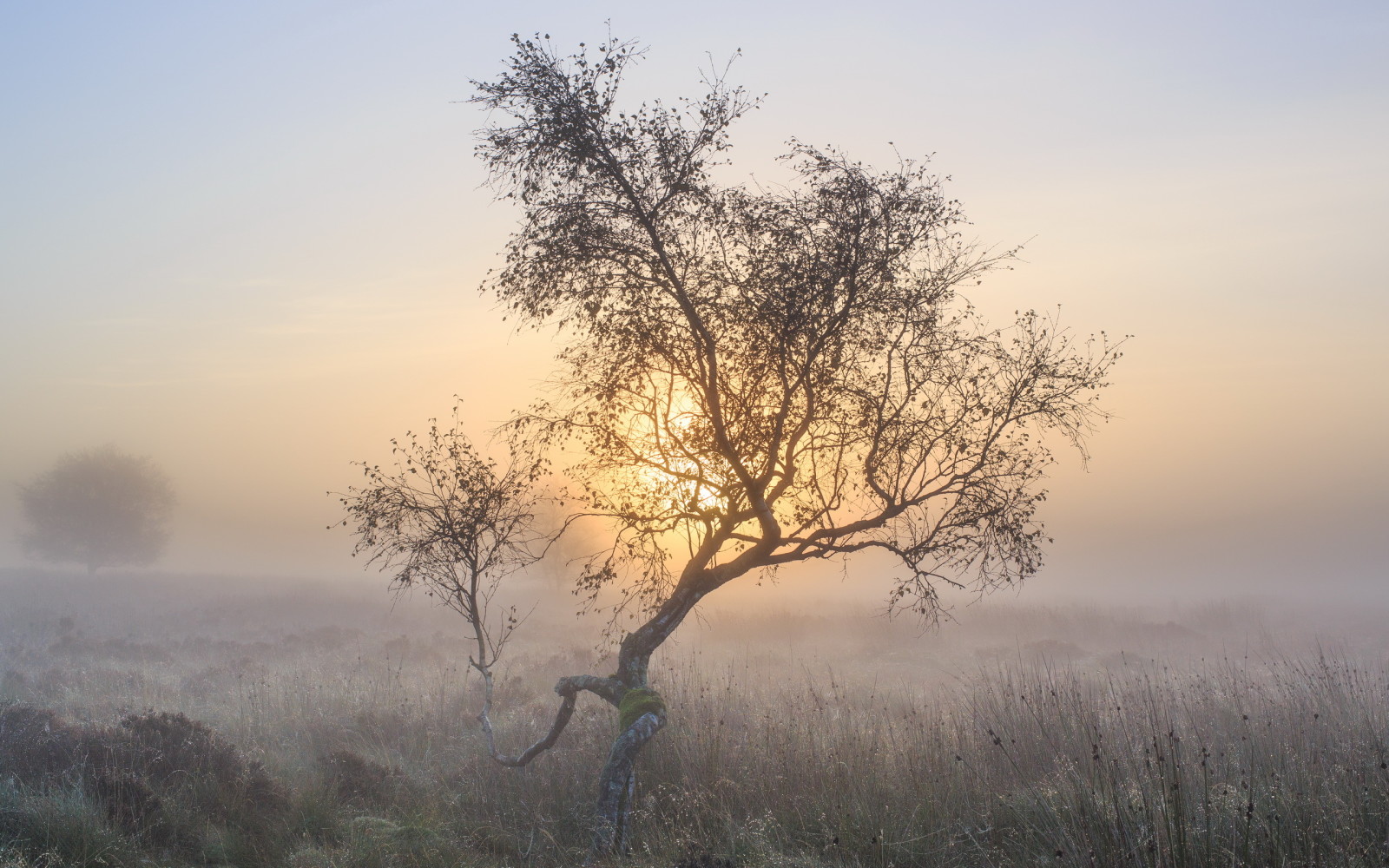 cây, Thiên nhiên, buổi sáng, sương mù
