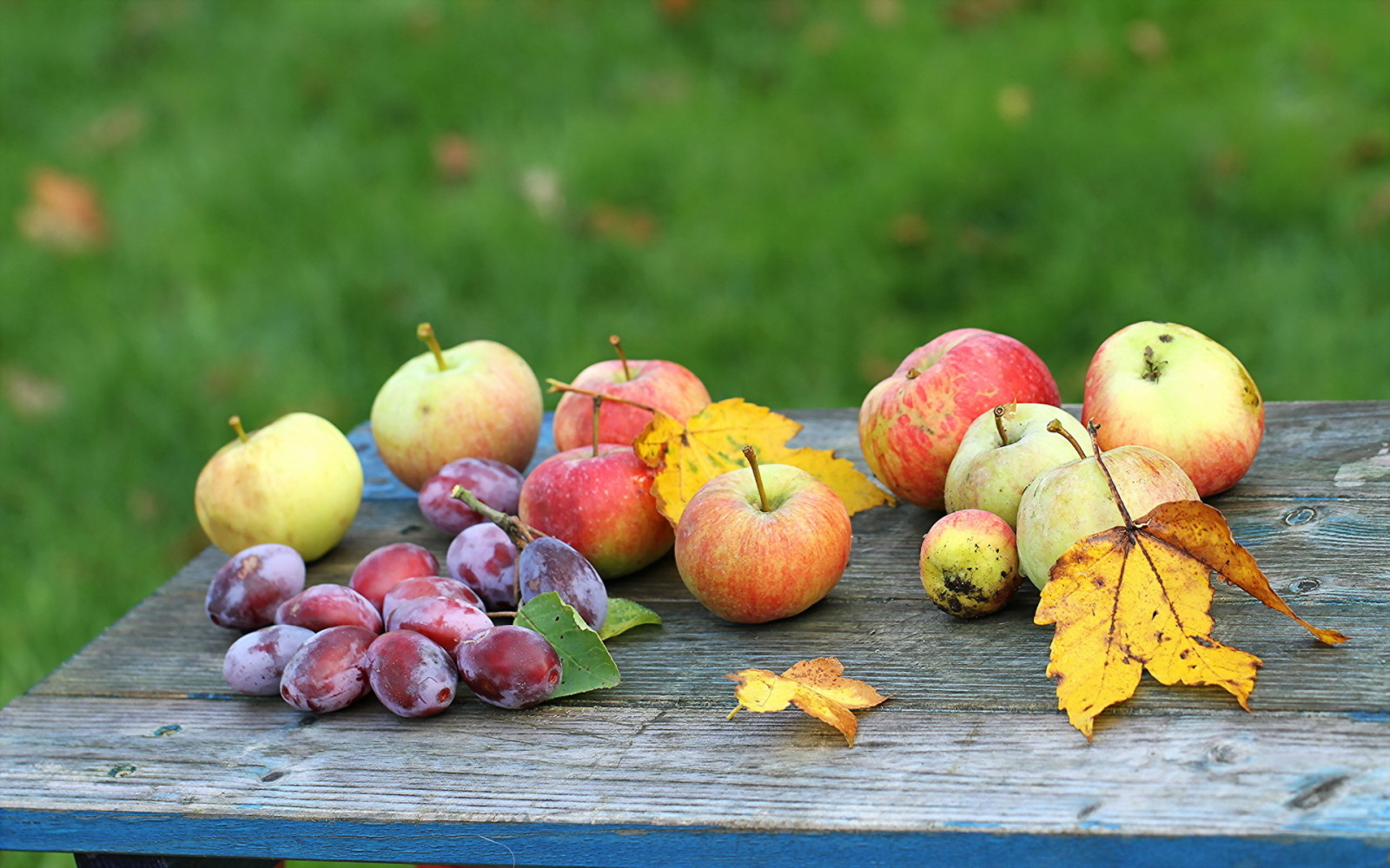 가을, 정원, 사과, 과일, 자두