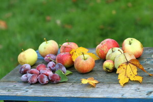 แอปเปิ้ล, ฤดูใบไม้ร่วง, ผลไม้, สวน, ลูกพลัม