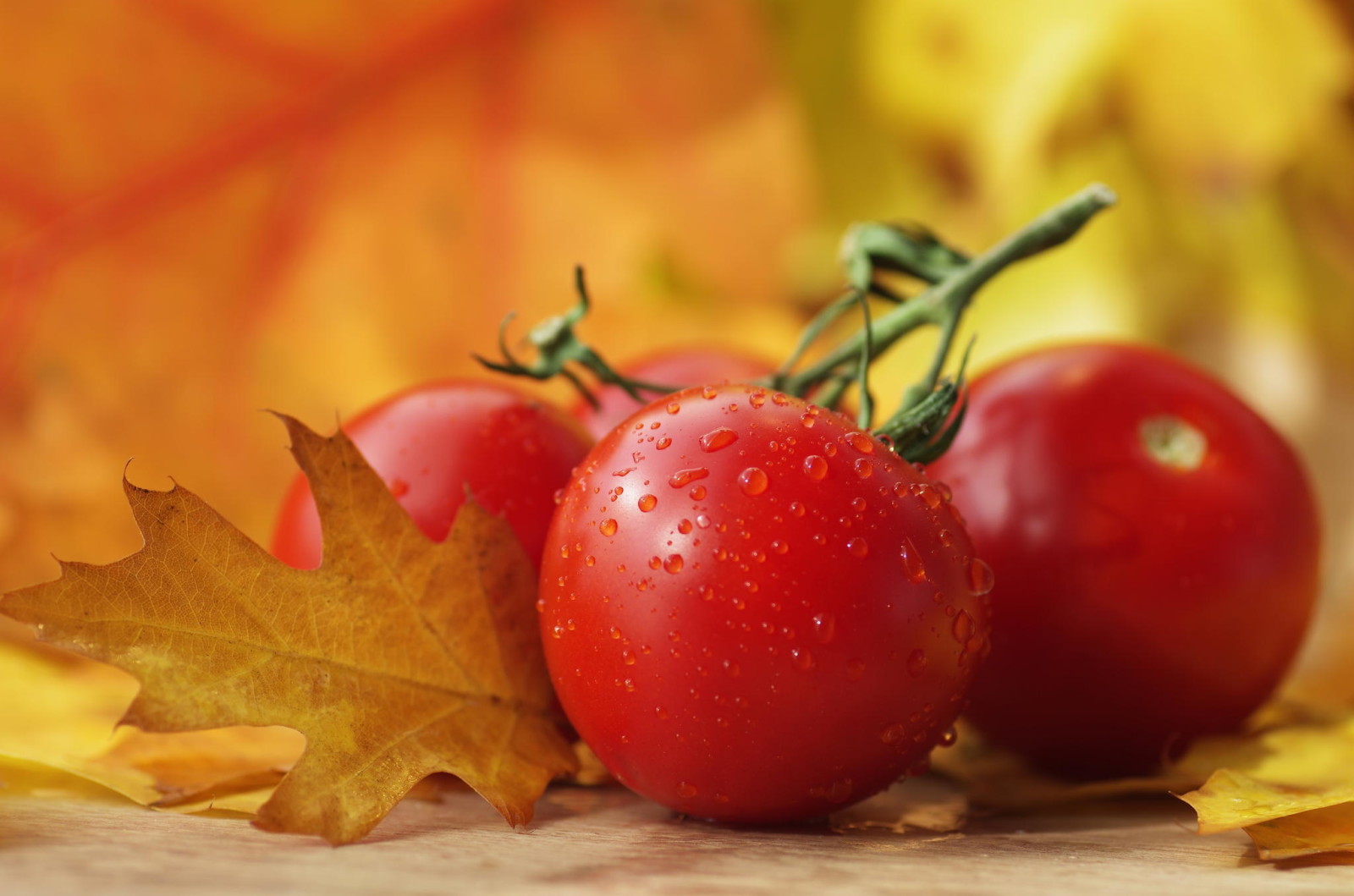 mùa thu, vĩ mô, cà chua, rau