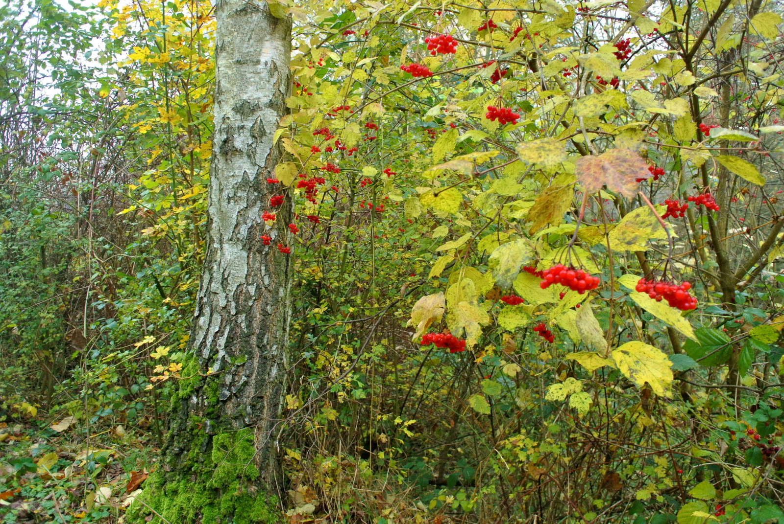 가을, 숲, 나무, 이파리, 장과, 부시, 칼리나