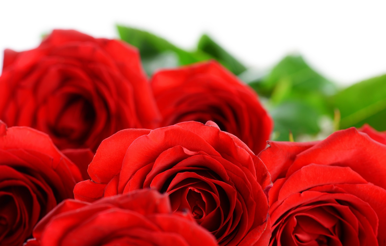 hoa hồng, những bông hồng đỏ, những bông hoa, cánh hoa