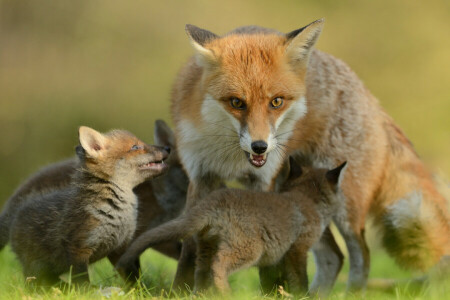 カブス, 狐, 子供たち, 見て, 母性