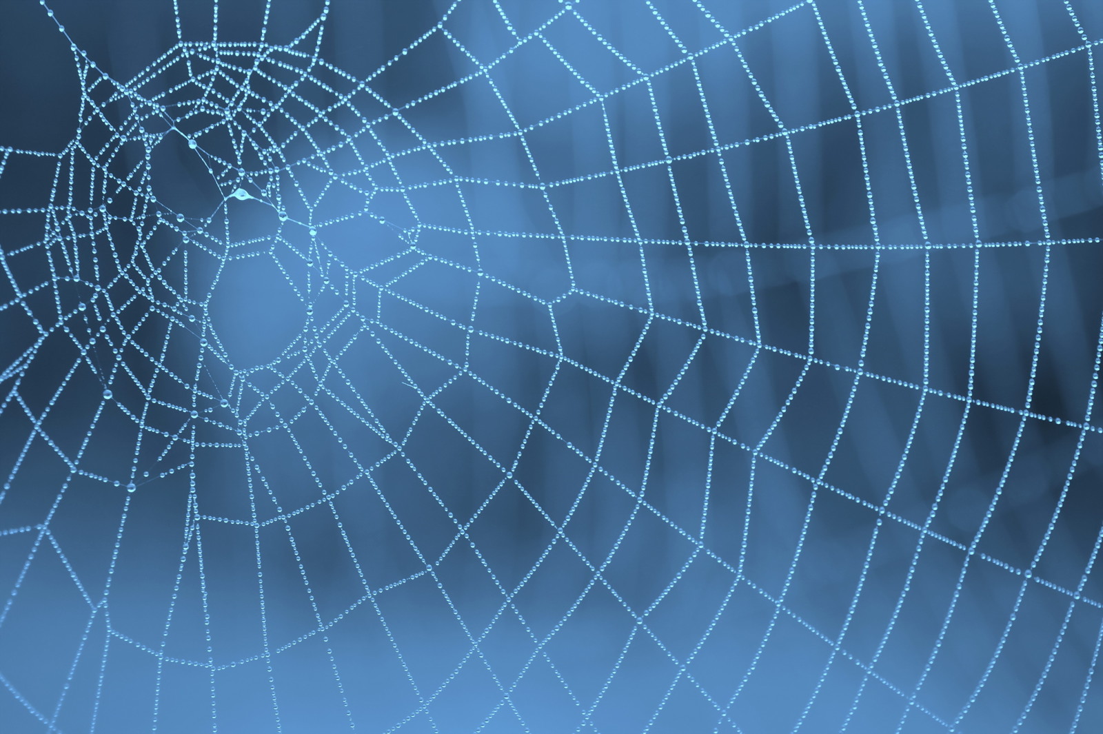 Thiên nhiên, vĩ mô, web