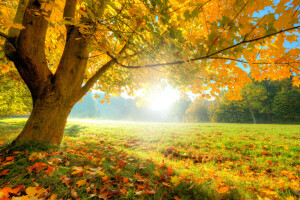 秋, 森林, 空き地, 草, 葉, 太陽, 木
