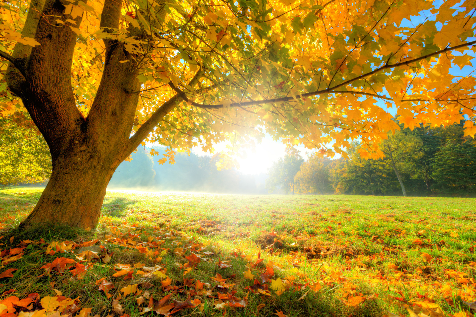 mùa thu, rừng, cỏ, cây, lá, glade, mặt trời