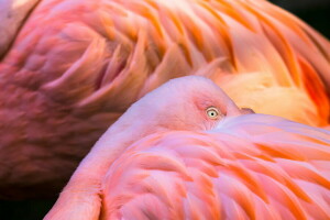 動物, 鳥, 色, 羽毛, フラミンゴ, ピンク