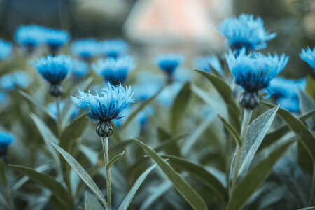 青い, 花束, ブッシュ, 花壇, 開花, フラワーズ, 草, 野菜