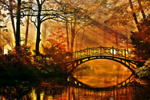 秋, ブリッジ, パーク, 池, 茂み, 太陽の光, 木