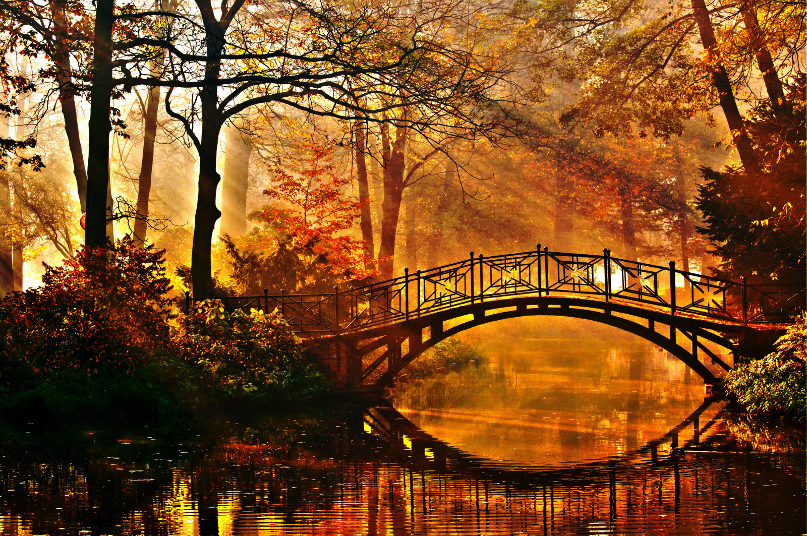 秋季, 公园, 树木, 桥, 池塘, 灌木丛, 太阳的光芒
