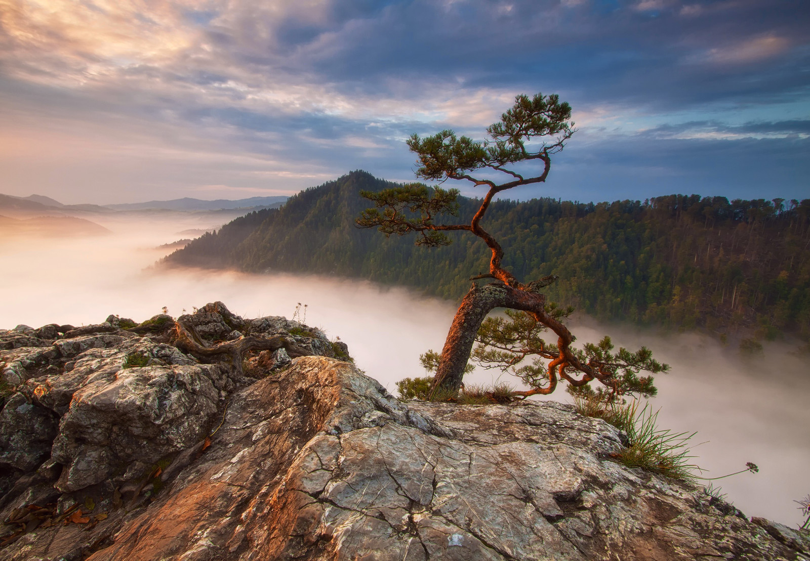 rừng, núi, cây thông, đá, sương mù, Ba Lan, Sokolica