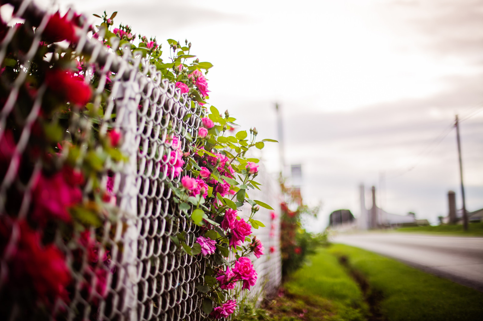 背景, 花卉, 栅栏