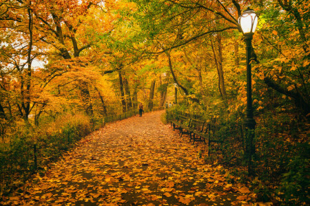 musim gugur, Bangku, Central Park, tiang lampu, Daun-daun, New York, orang-orang, jalan